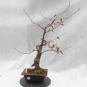 Venkovní bonsai- Habr obecný - Carpinus carpinoides