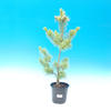 Pokojová bonsai - malolistý fíkus PB2131198