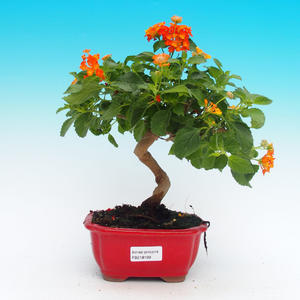 Venkovní bonsai -Cedr libanonský VB14199