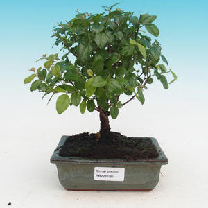 Venkovní bonsai- Jalovec čínský - Juniperus chinensis