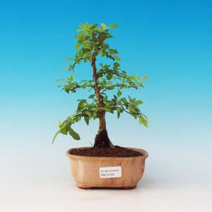 Pokojová bonsai - malolistý fíkus PB2131199