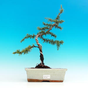 Venkovní bonsai -Cedr libanonský VB14200