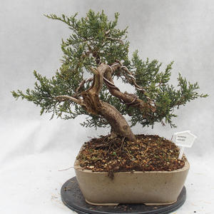 Venkovní bonsai- Jalovec  - Juniperus