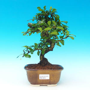 Pokojová bonsai - malolistý fíkus PB2131200