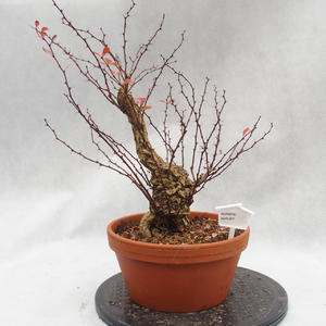 Venkovní bonsai- cypřišek - Chamacyparis pisifera Belveder