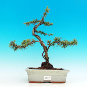 Venkovní bonsai -Cedr libanonský VB14201