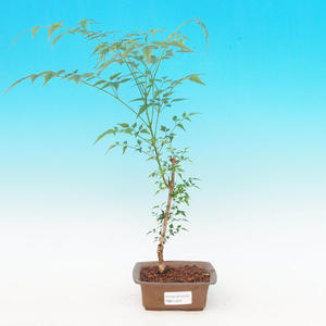 Pokojová bonsai - malolistý fíkus PB2131201