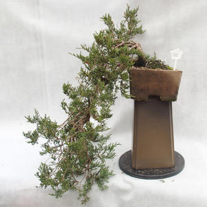 Venkovní bonsai- Jalovec  - Juniperus