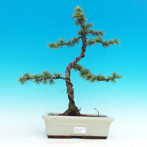 Venkovní bonsai -Cedr libanonský VB14202