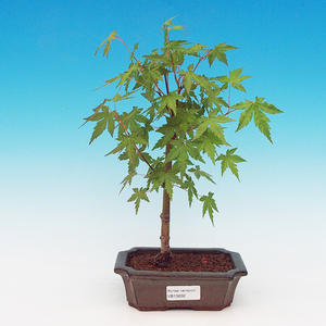Pokojová bonsai - malolistý fíkus PB2131202
