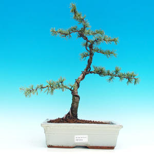 Venkovní bonsai -Cedr libanonský VB14203