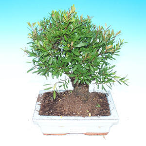 Pokojová bonsai - malolistý fíkus PB2131203