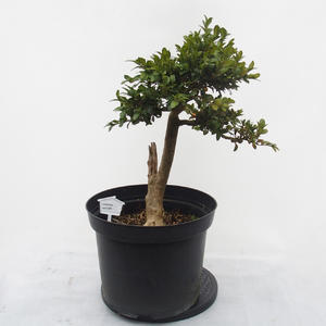 Pokojová bonsai - PREMNA MICROPHYLLA  - Kozlovoň malolistá