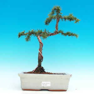 Venkovní bonsai -Cedr libanonský VB14204
