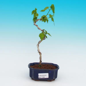 Pokojová bonsai - malolistý fíkus PB2131204
