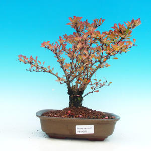 Venkovní bonsai - dřišťál VB14206