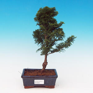Pokojová bonsai Čaj - fuki -  Carmona macrophylla - PB213205