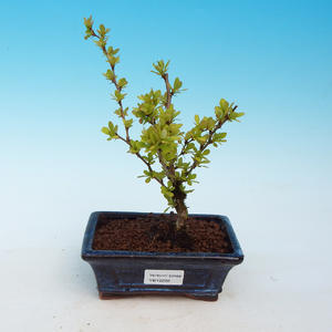 Venkovní bonsai - Berberis thunbergii - Dřištál
