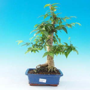 Pokojová bonsai Čaj - fuki -  Carmona macrophylla - PB213206