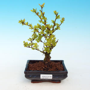 Pokojová bonsai Čaj - fuki -  Carmona macrophylla - PB213207