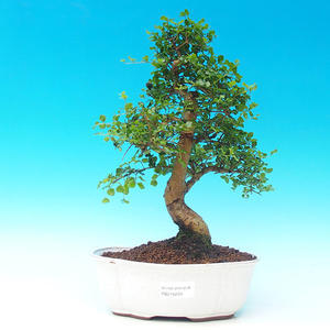 Pokojová bonsai Čaj - fuki -  Carmona macrophylla - PB213208