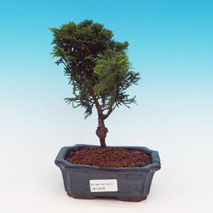 Pokojová bonsai Čaj - fuki -  Carmona macrophylla - PB213209