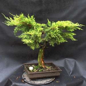 Jalovec - Juniperus sabina NO-20