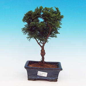 Pokojová bonsai Čaj - fuki -  Carmona macrophylla - PB213210