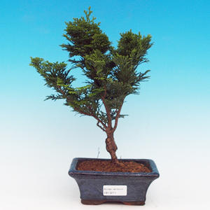 Pokojová bonsai Čaj - fuki -  Carmona macrophylla - PB213211