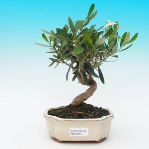Pokojová bonsai-Oliva evropská