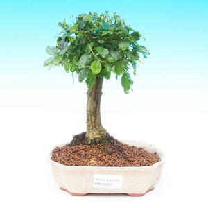 Pokojová bonsai - Duranta PB214220