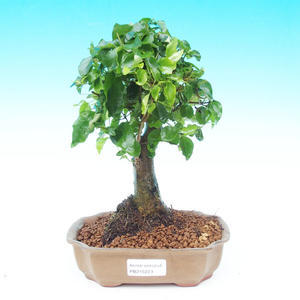Pokojová bonsai - Duranta PB214223