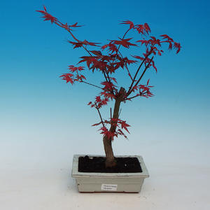 Venkovní bonsai - Javor palmatum DESHOJO - Javor dlanitolistý