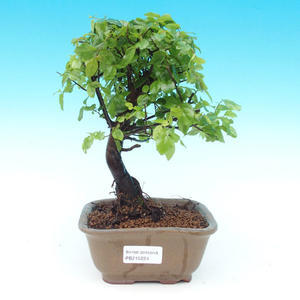 Pokojová bonsai - Duranta PB214224
