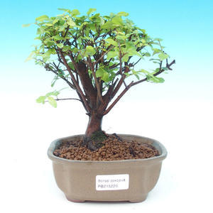 Pokojová bonsai - Duranta PB214226