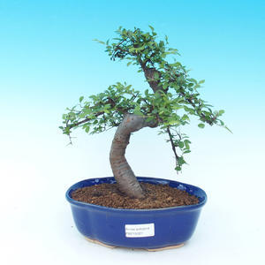 Venkovní bonsai - hloh VB14227
