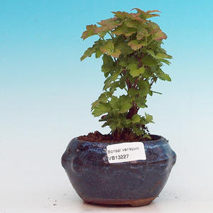 Podocarpus - kamenný tis PB213227