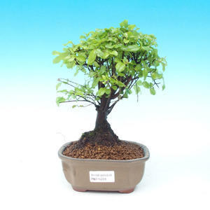 Pokojová bonsai - Duranta PB214228
