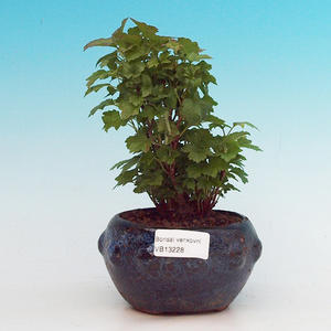 Podocarpus - kamenný tis PB213228