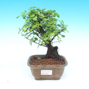 Pokojová bonsai - Duranta PB214229