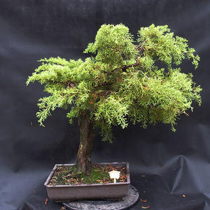 Jalovec - Juniperus sabina NO-22