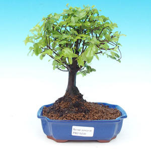 Pokojová bonsai - Duranta PB214230