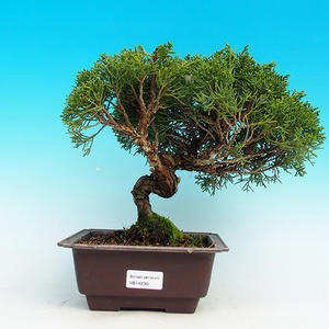 Venkovní bonsai - Jalovec čínský VB14230