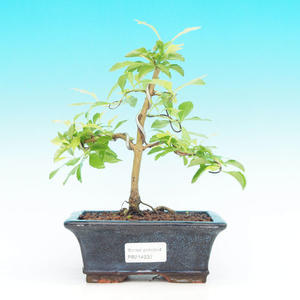 Pokojová bonsai - Duranta PB214232