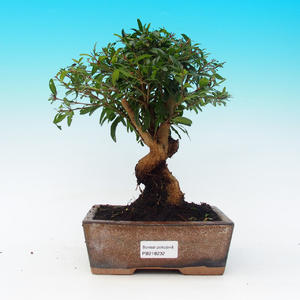 Venkovní bonsai - Jalovec čínský VB14232