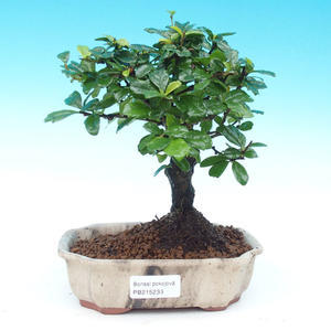 Pokojová bonsai - Duranta PB214233