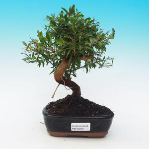 Venkovní bonsai - Jalovec čínský VB14233
