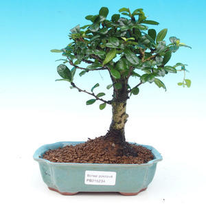 Pokojová bonsai - Duranta PB214234