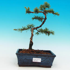 Venkovní bonsai -Cedr libanonský stříbrný VB14234