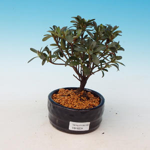 Venkovní bonsai - Rhododendron